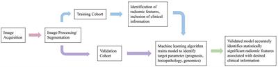 Diagnostic Utility of Radiomics in Thyroid and Head and Neck Cancers